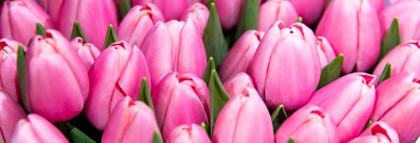 Marche_Rungis_fleurs_tulipes_roses (1).jpg